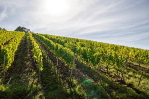 Weinberg Sonnenstuhl bei Randersacker, Rebsorte Chardonnay · Stahlwein Sonnenstuhl