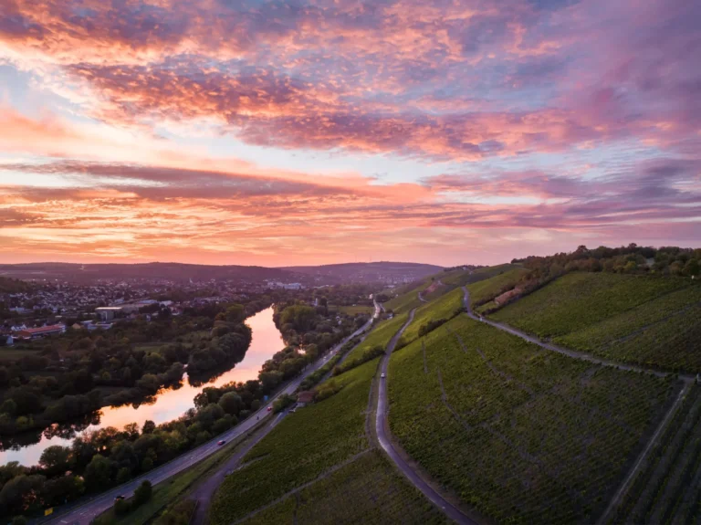 Weinberg Marsberg im Maintal mit Blick auf Würzburg · Scheurebe Winzerhof Stahl Auernhofen zwischen Würzburg und Rothenburg o. d. T. · Franken, Bayern